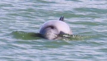 Εντοπίστηκε ένα από τα πιο σπάνια δελφίνια του κόσμου