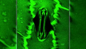 Stomata In-Sight: Η επαναστατική τεχνική που καταγράφει την «αναπνοή» των φυτών και υπόσχεται λύση στην ξηρασία