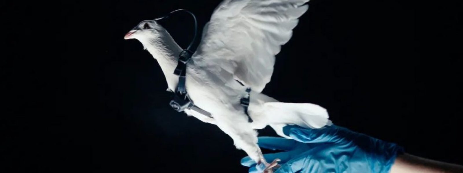 Αυτή η ρωσική startup μετατρέπει περιστέρια σε… τηλεκατευθυνόμενα bio-drones