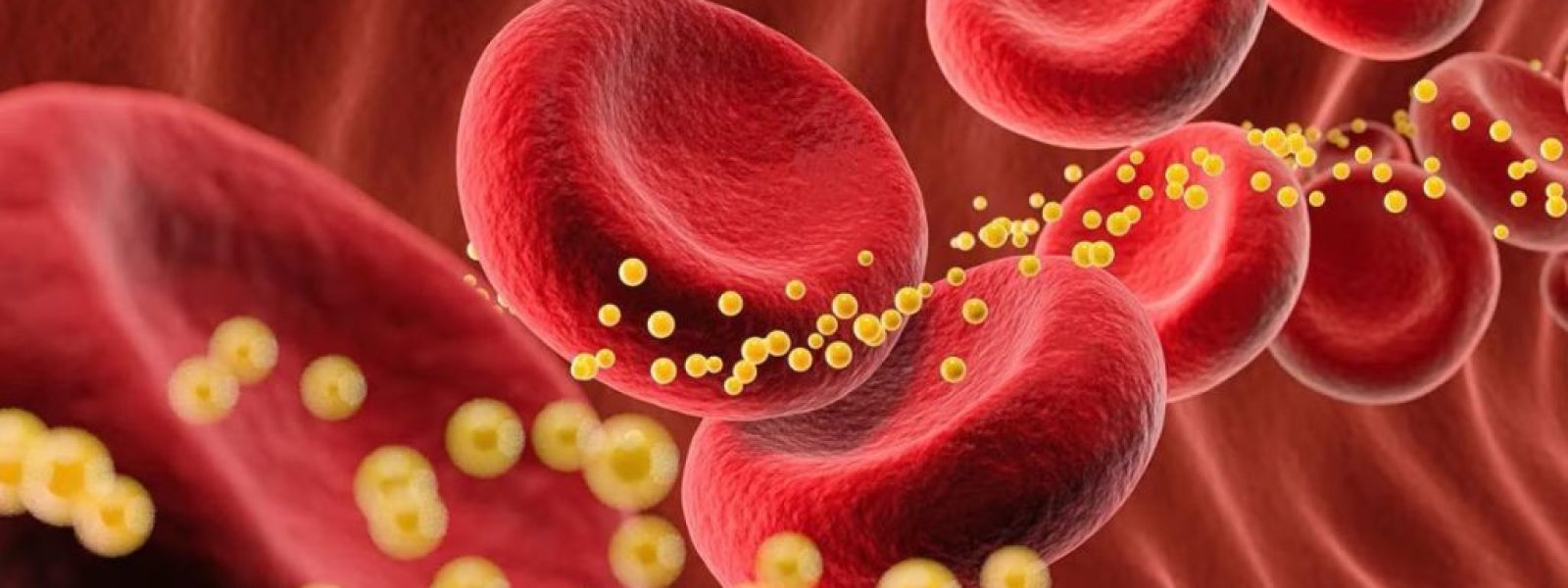 Πώς λειτουργεί ο «βιολογικός διακόπτης» που μπλοκάρει την αποθήκευση λίπους στον οργανισμό