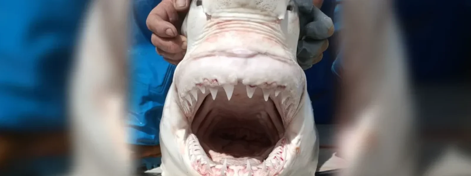 Σπάνια συνάντηση με μεγάλο λευκό καρχαρία στην Μεσόγειο, αποκαλύπτει έναν πληθυσμό φάντασμα