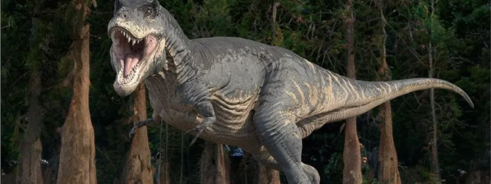 Γιγαντιαίος Τυραννόσαυρος ανακαλύφθηκε στη Βόρεια Αμερική! Ο μεγαλύτερος της εποχής του