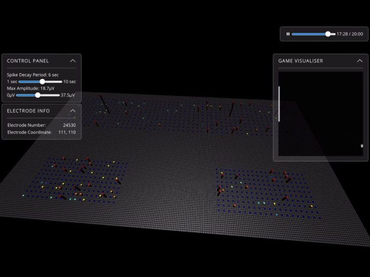 Ανθρώπινα εγκεφαλικά κύτταρα παίζουν Doom στο εργαστήριο!