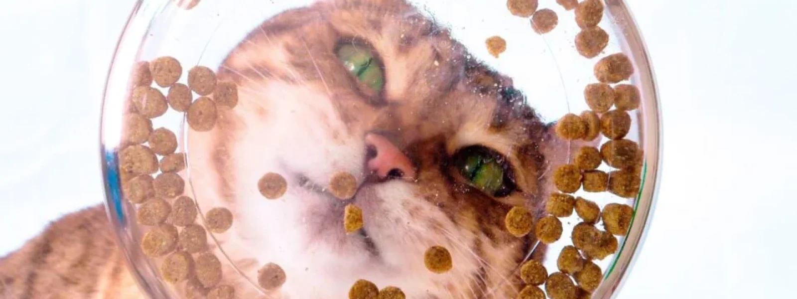 Γιατί οι γάτες δεν τρώνε ποτέ όλη τους την τροφή; Η επιστήμη απαντά