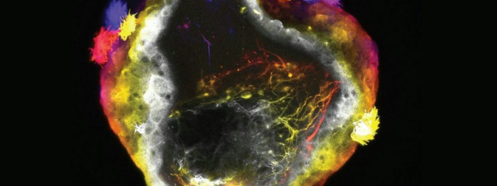 Νευρορομπότ: Η νέα γενιά «ζωντανών» μηχανών με εγκέφαλο αλλάζει τα δεδομένα στην επιστήμη