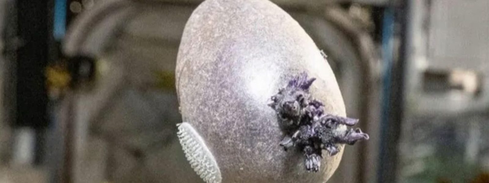 NASA: &Alpha;&sigma;&tau;&rho;&omicron;&nu;&alpha;ύ&tau;&eta;&sigmaf; &phi;ύ&tau;&epsilon;&psi;&epsilon; &pi;&alpha;&tau;ά&tau;&alpha; &laquo;Spudnik&raquo; &sigma;&tau;&omicron; &delta;&iota;ά&sigma;&tau;&eta;&mu;&alpha; ό&pi;&omega;&sigmaf; &sigma;&tau;&omicron; Martian