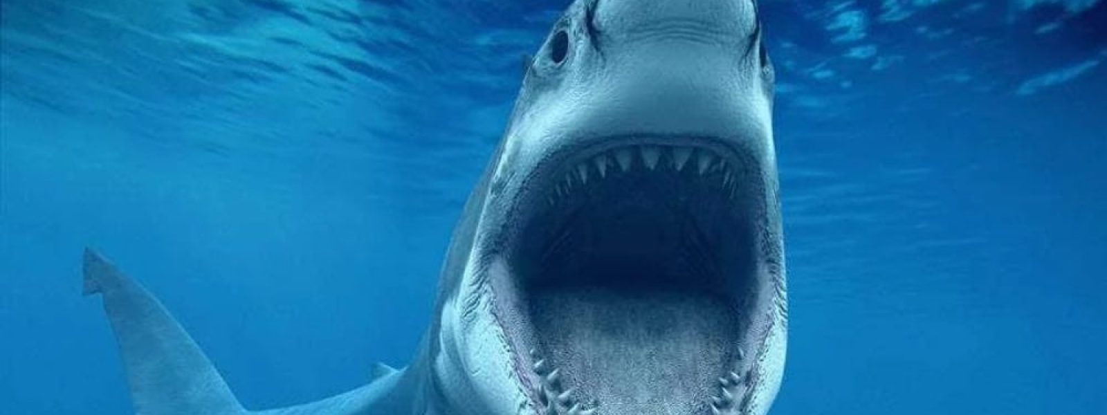 Wireshark 4.6.6: αναλυτής πρωτοκόλλων δικτύου